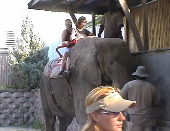 kylieonelephant.jpg